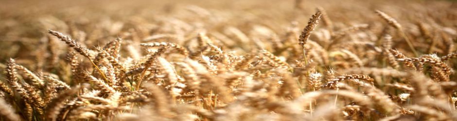 Getreide-6